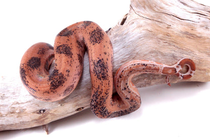 Hypo Orange Pastel DH Leopard Boa