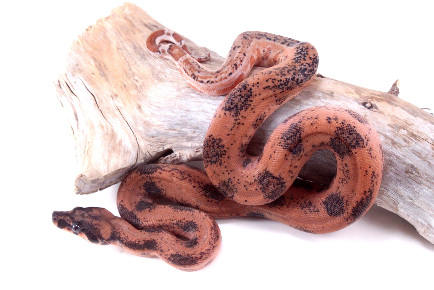 Hypo Orange Pastel DH Leopard Boa