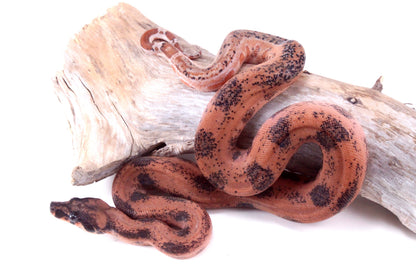 Hypo Orange Pastel DH Leopard Boa