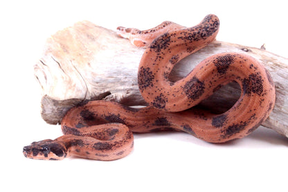 Hypo Orange Pastel DH Leopard Boa