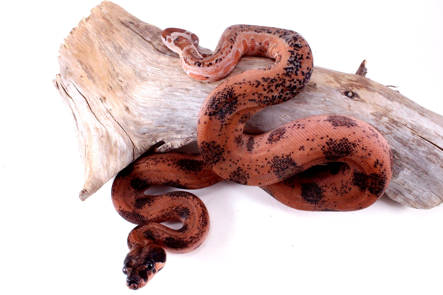 Hypo Orange Pastel DH Leopard Boa