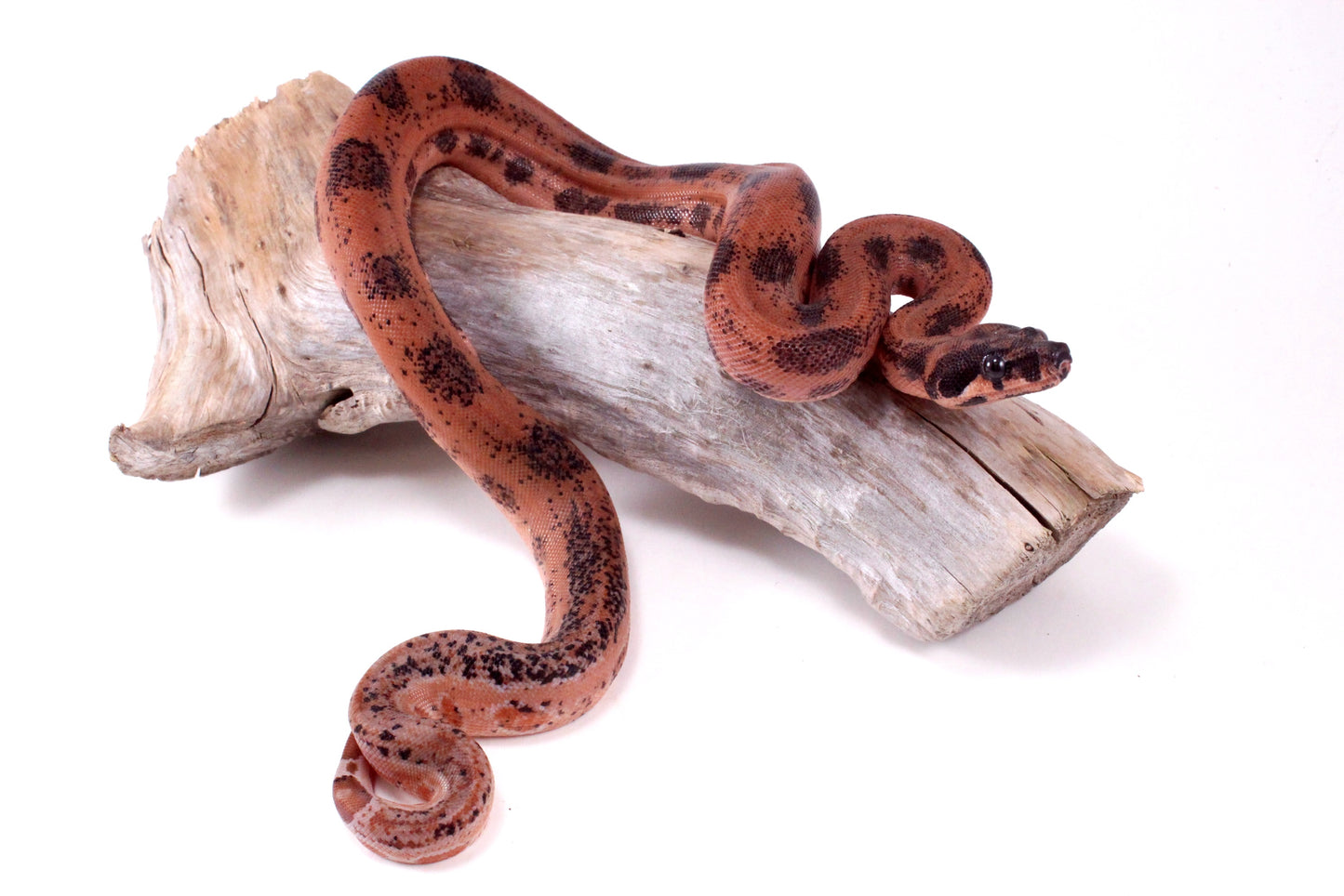Hypo Orange Pastel DH Leopard Boa