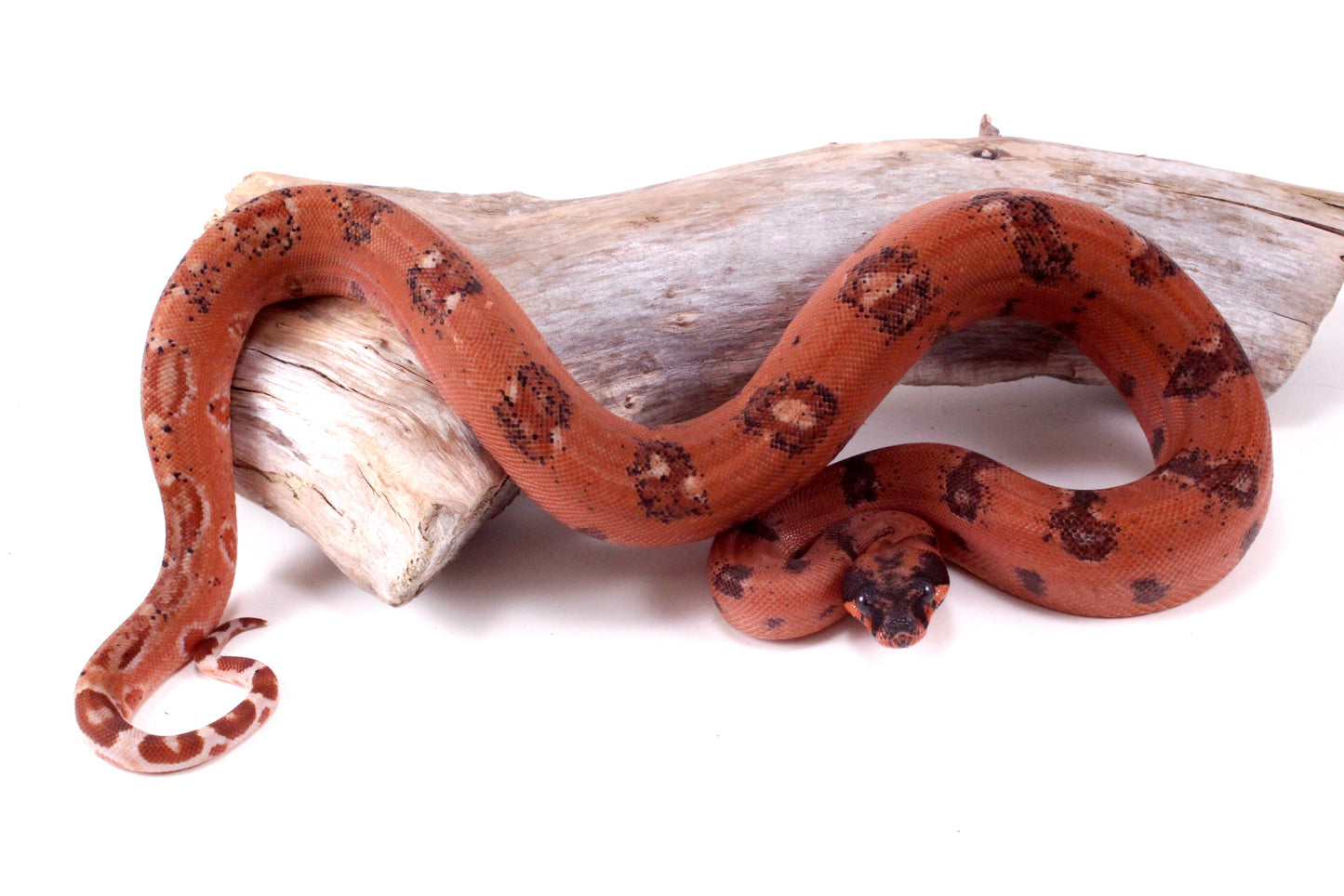 Super Hypo DH Leopard Boa
