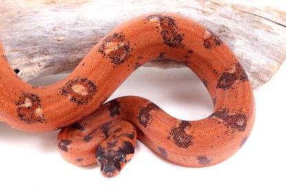Super Hypo DH Leopard Boa