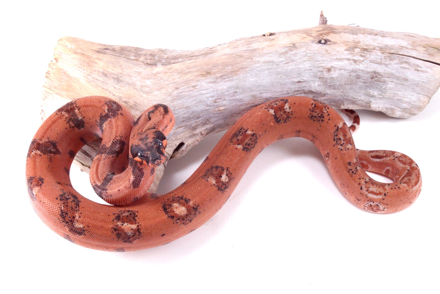 Super Hypo DH Leopard Boa