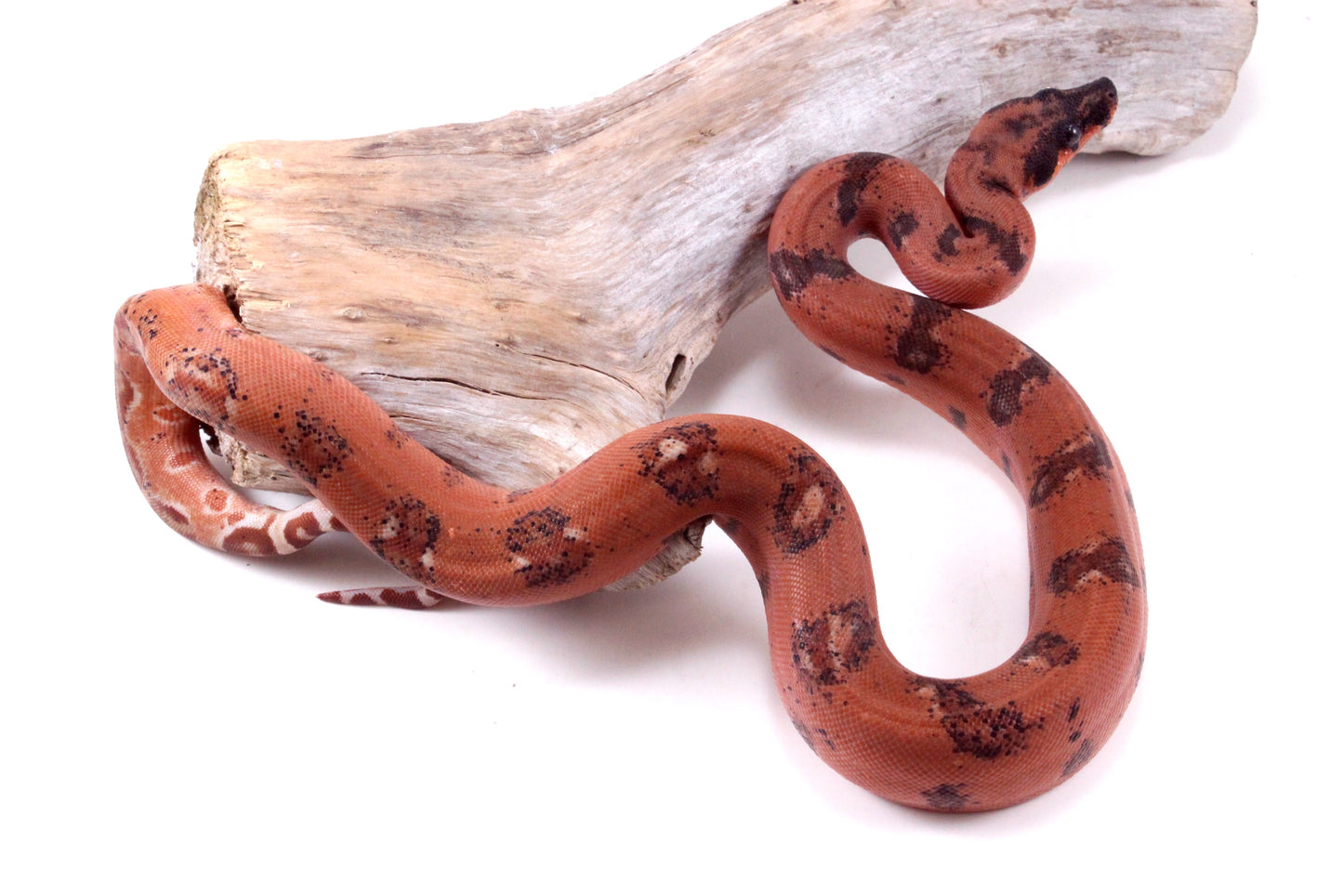 Super Hypo DH Leopard Boa
