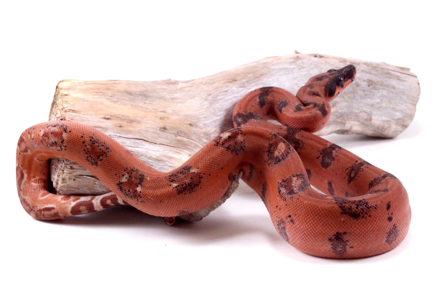 Super Hypo DH Leopard Boa