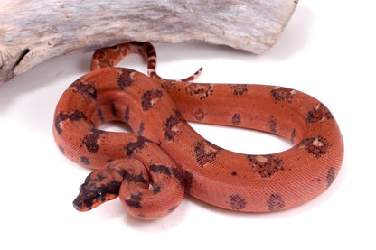 Super Hypo DH Leopard Boa