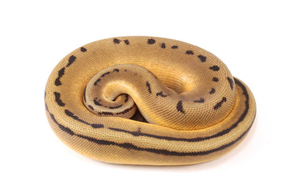 Pastel Super Orange Dream G-Stripe Ball Python