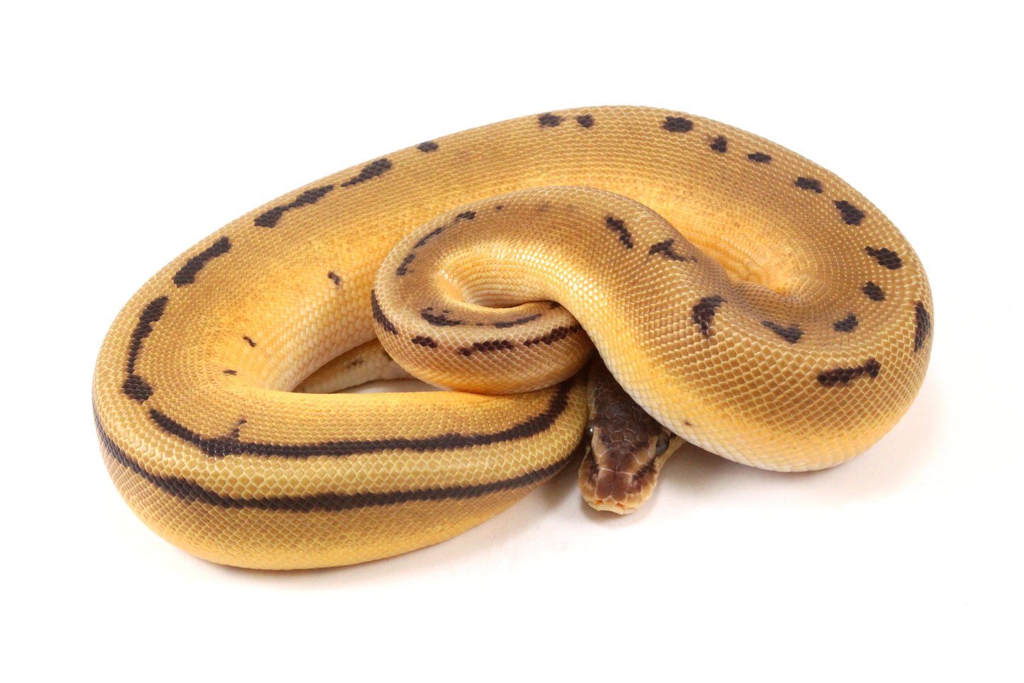 Pastel Super Orange Dream G-Stripe Ball Python