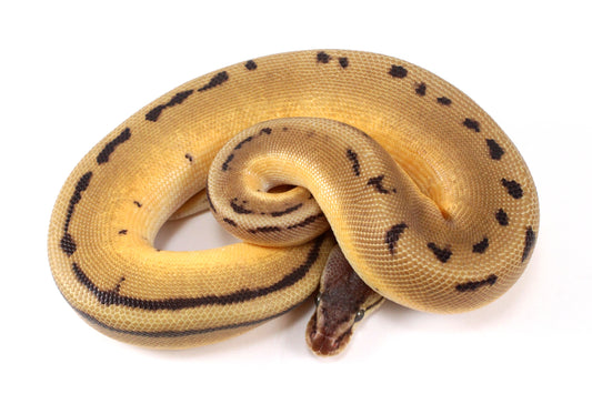 Pastel Super Orange Dream G-Stripe Ball Python