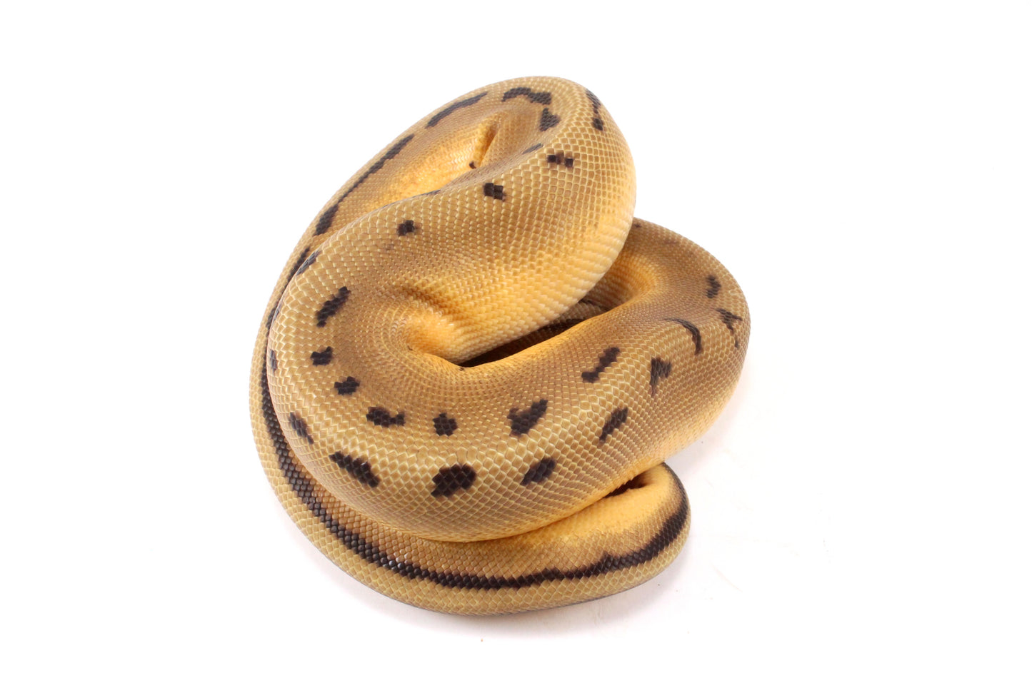 Pastel Super Orange Dream G-Stripe Ball Python