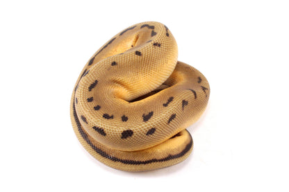 Pastel Super Orange Dream G-Stripe Ball Python