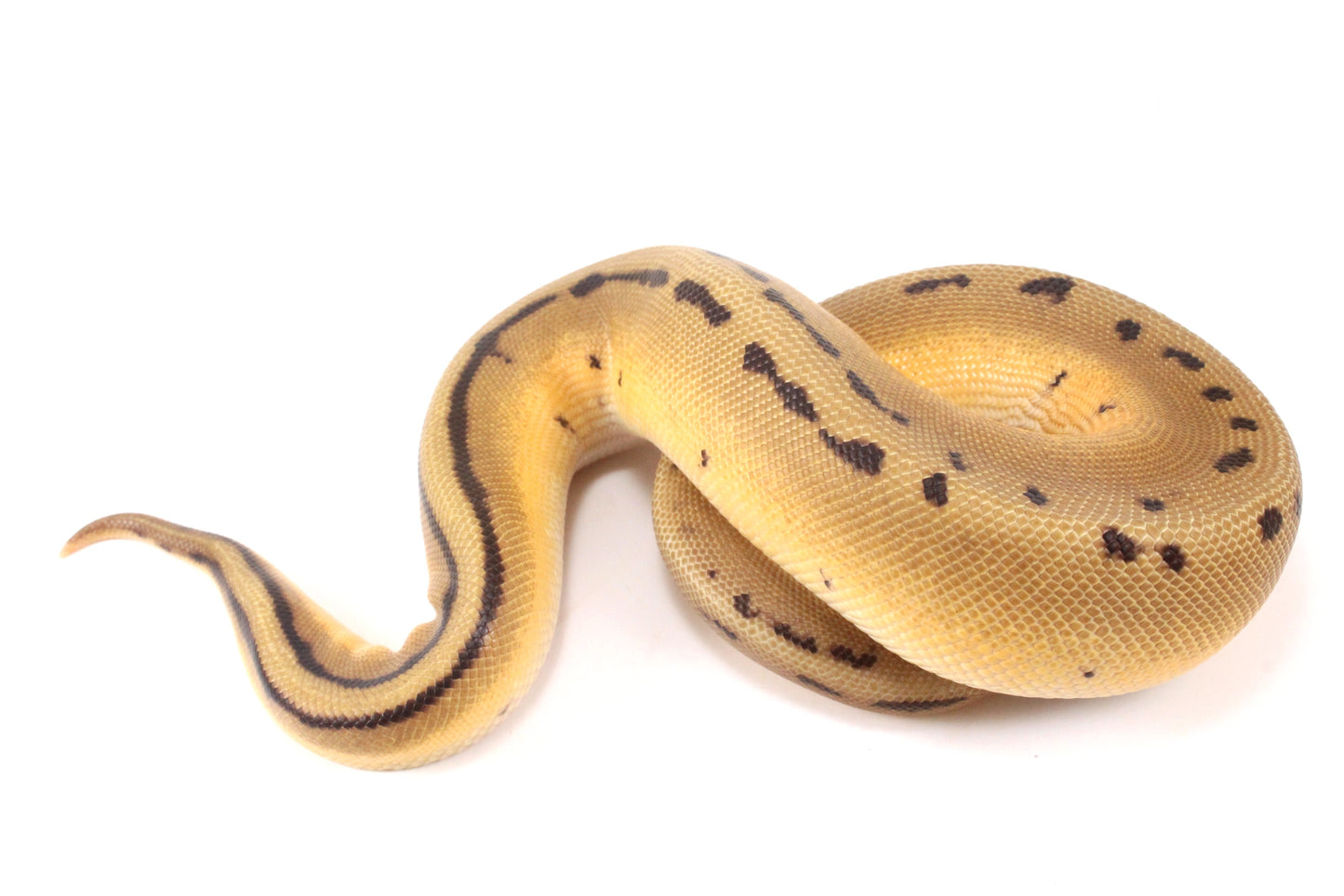 Pastel Super Orange Dream G-Stripe Ball Python