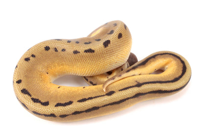 Pastel Super Orange Dream G-Stripe Ball Python