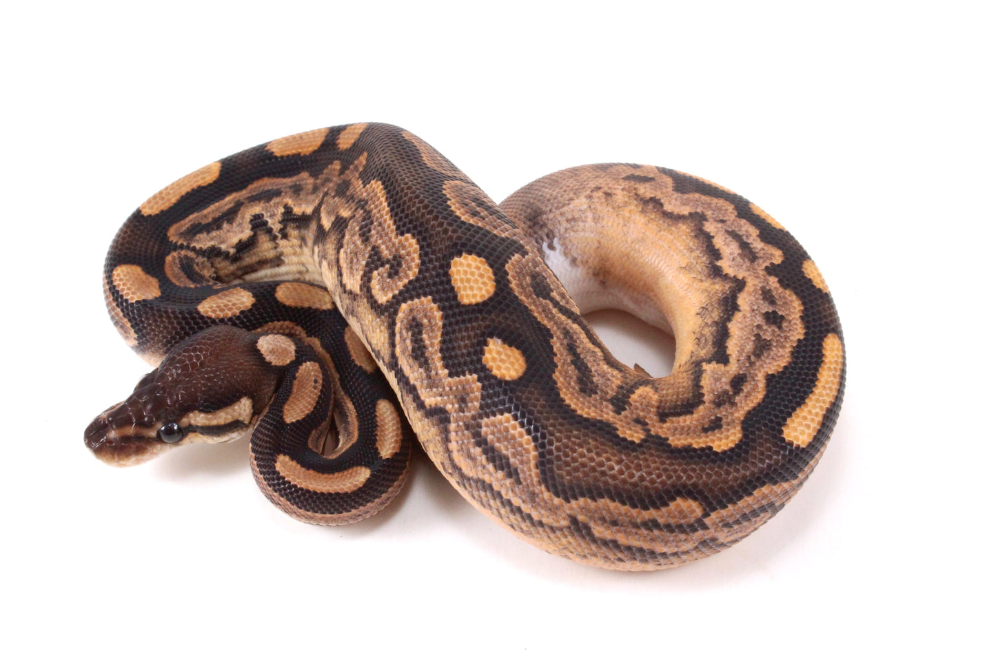 Black Pastel Fire Calico + Ball Python