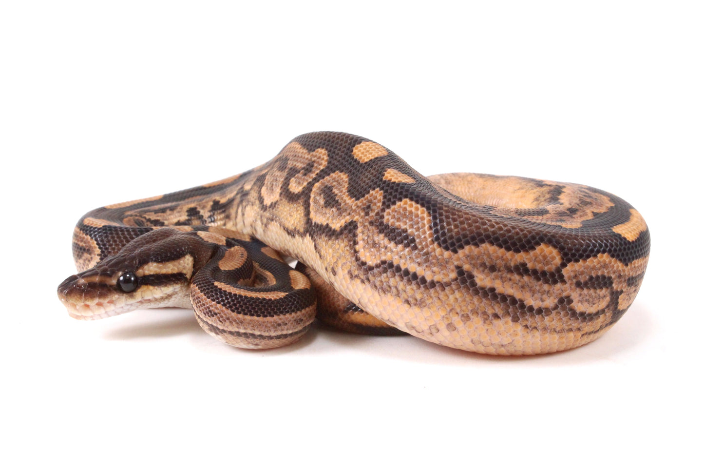 Black Pastel Fire Calico + Ball Python