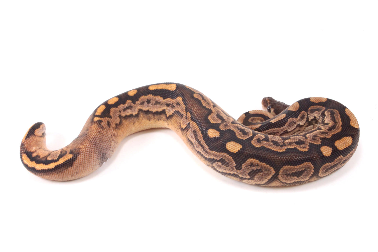 Black Pastel Fire Calico + Ball Python