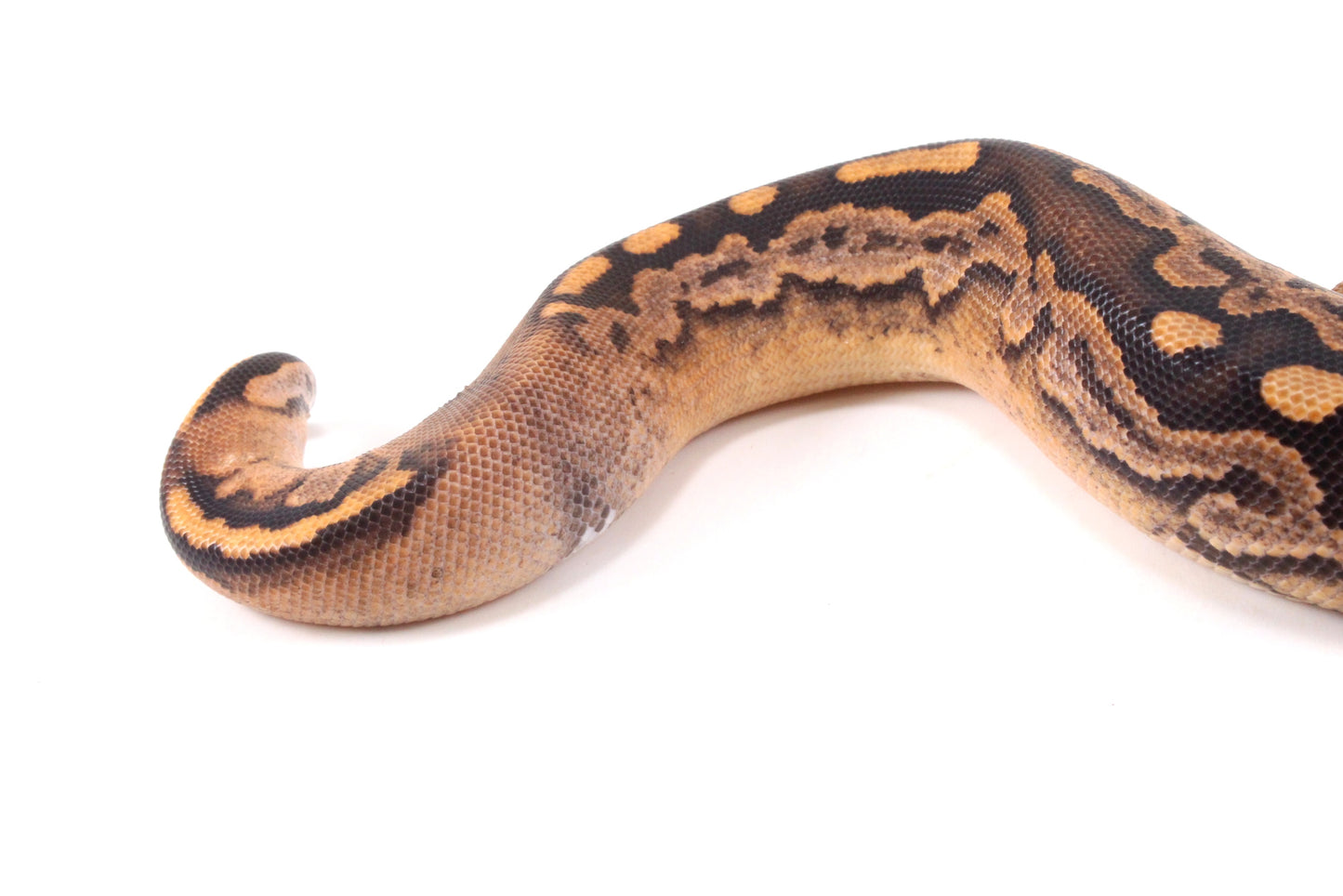 Black Pastel Fire Calico + Ball Python
