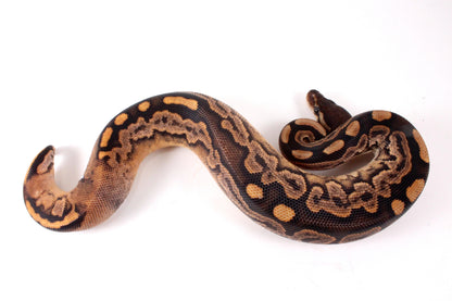 Black Pastel Fire Calico + Ball Python