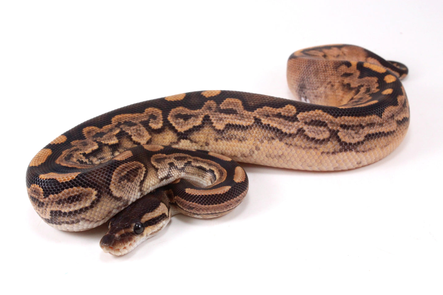 Black Pastel Fire Calico + Ball Python