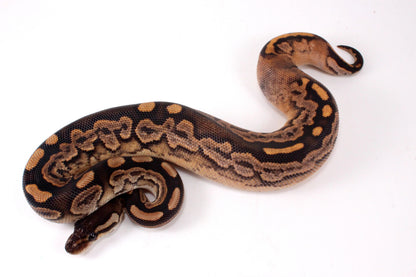 Black Pastel Fire Calico + Ball Python