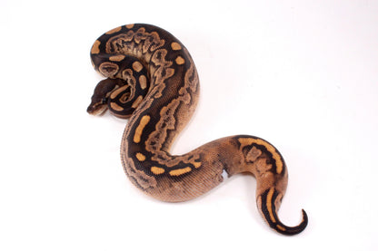 Black Pastel Fire Calico + Ball Python
