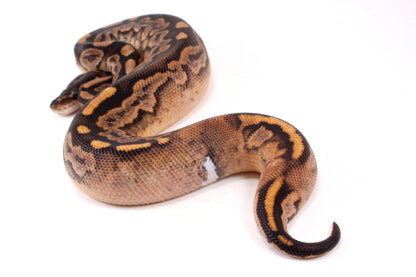 Black Pastel Fire Calico + Ball Python