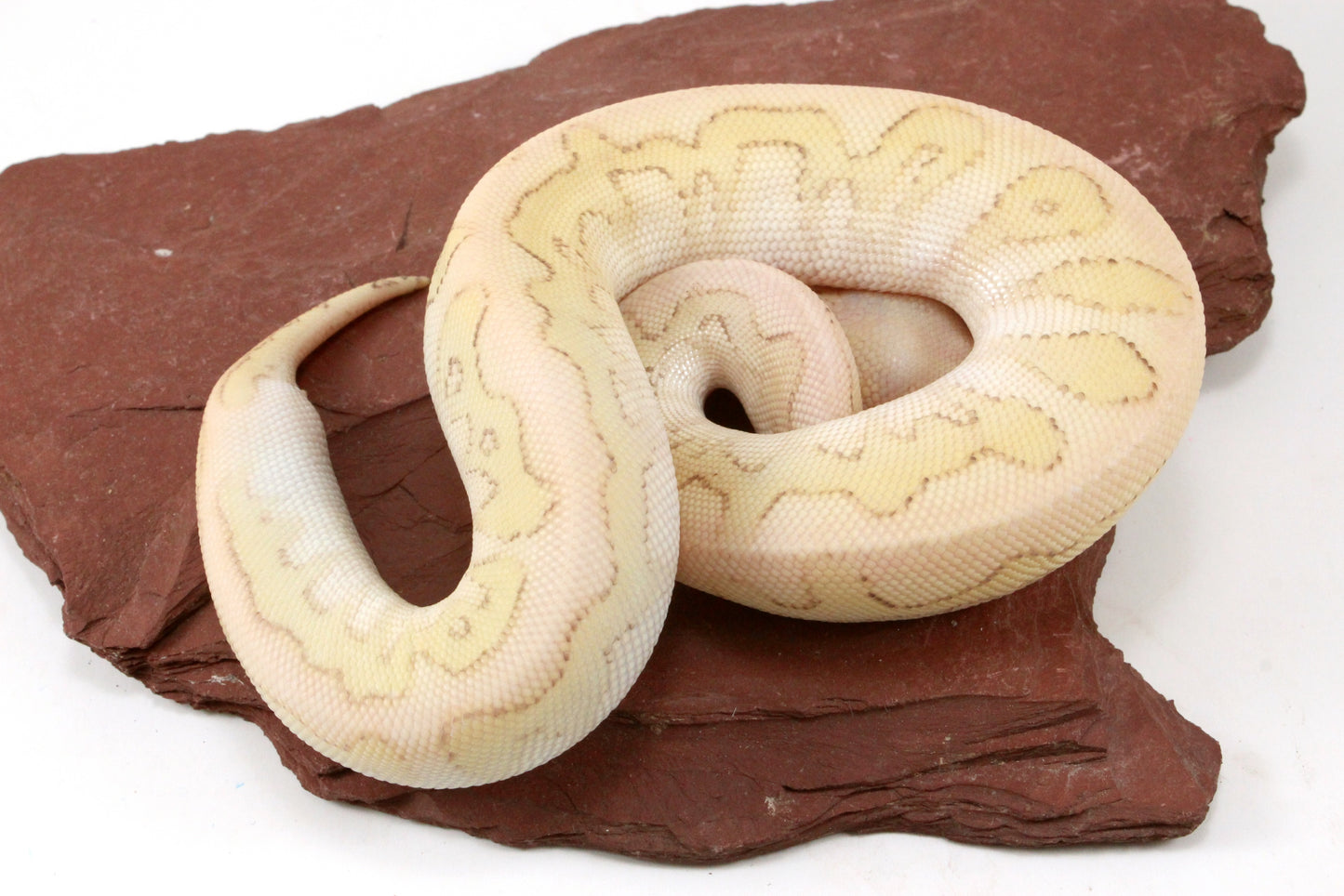 Pastel Lesser Clown Yellow Belly Ball Python