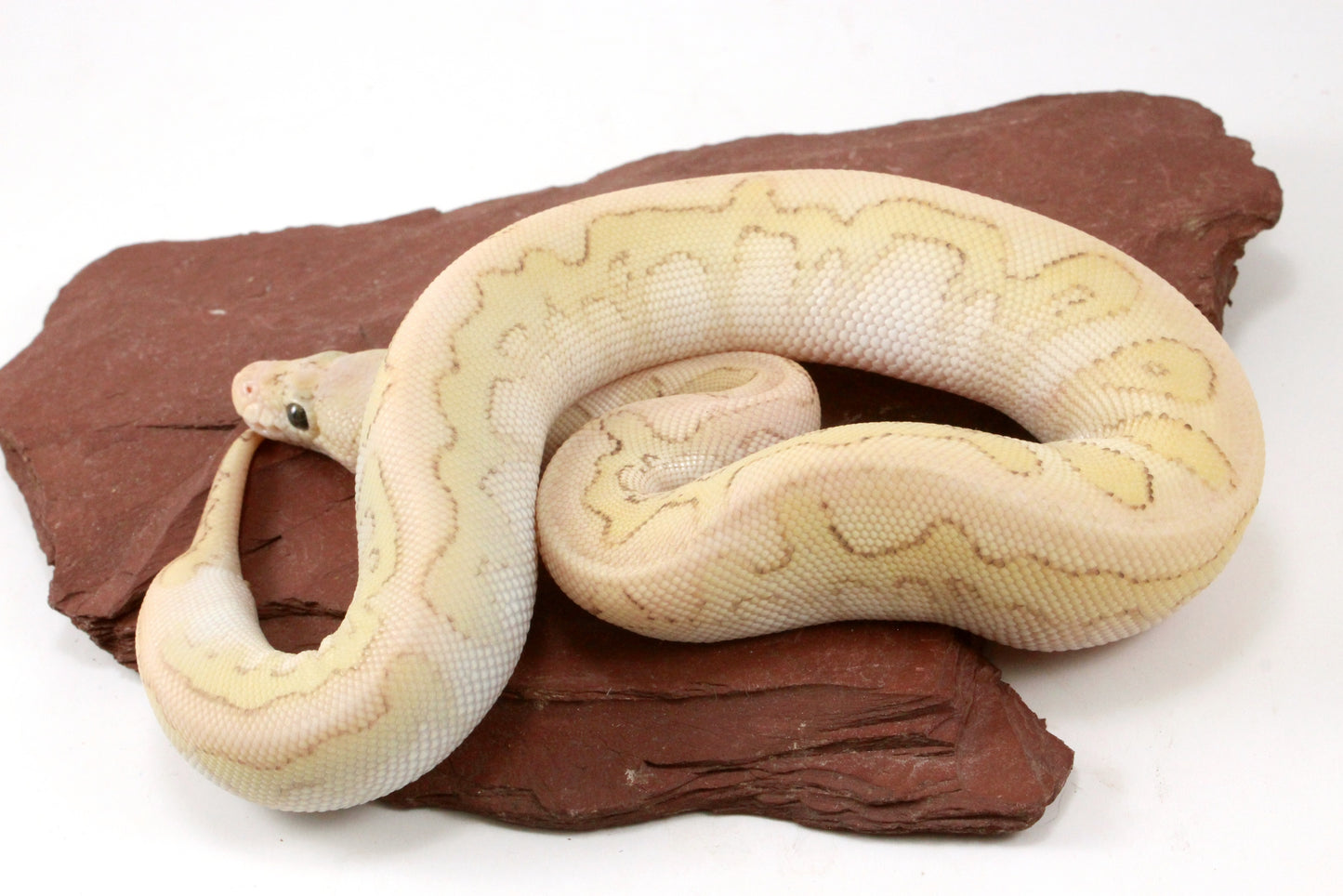 Pastel Lesser Clown Yellow Belly Ball Python