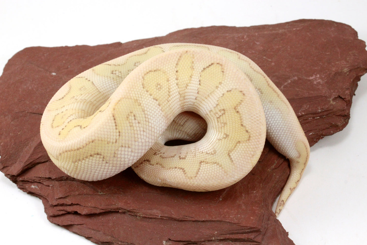 Pastel Lesser Clown Yellow Belly Ball Python