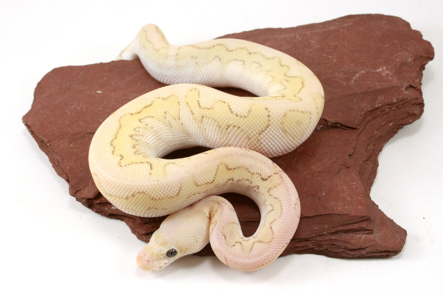 Pastel Lesser Clown Yellow Belly Ball Python