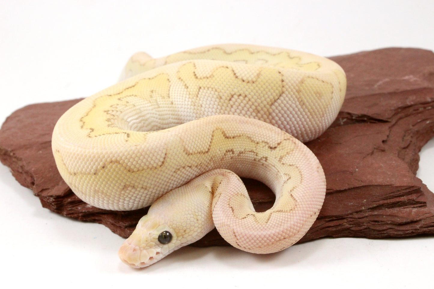Pastel Lesser Clown Yellow Belly Ball Python