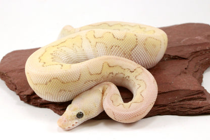 Pastel Lesser Clown Yellow Belly Ball Python
