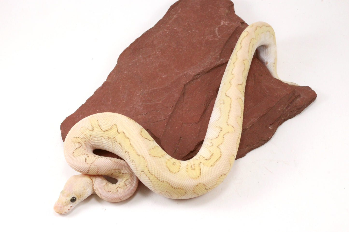 Pastel Lesser Clown Yellow Belly Ball Python