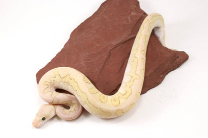 Pastel Lesser Clown Yellow Belly Ball Python