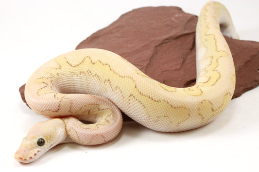 Pastel Lesser Clown Yellow Belly Ball Python
