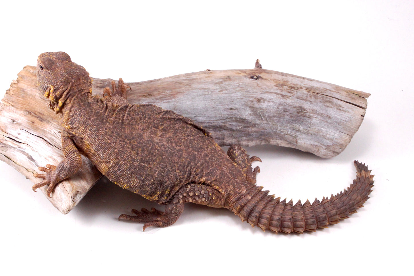 Nigerian Uromastyx - Yellow