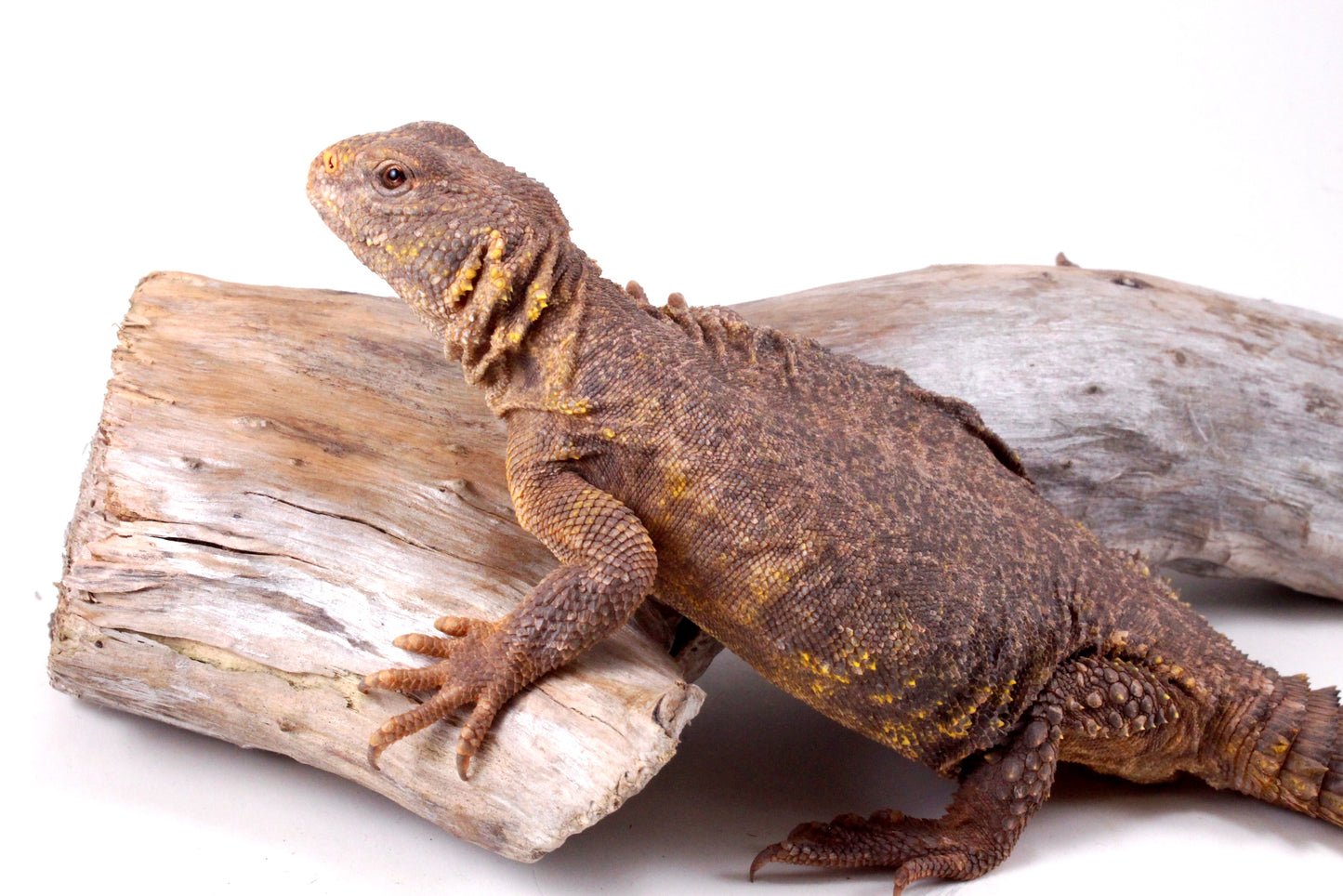 Nigerian Uromastyx - Yellow