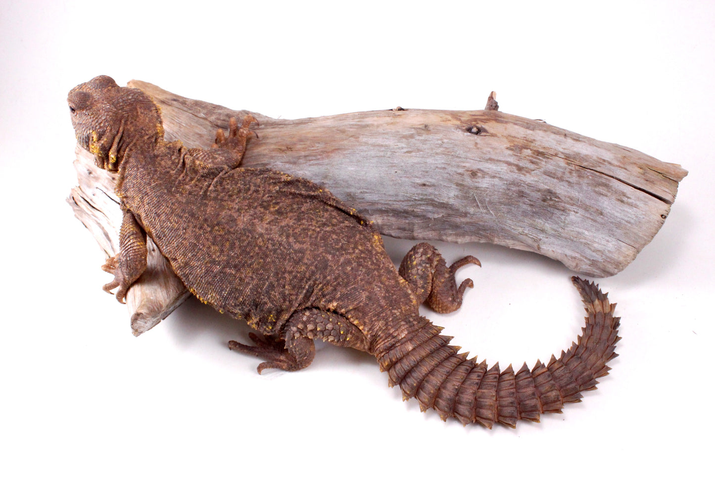 Nigerian Uromastyx - Yellow