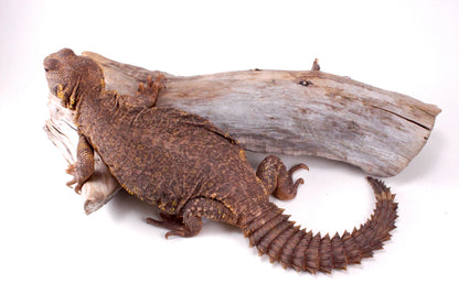 Nigerian Uromastyx - Yellow