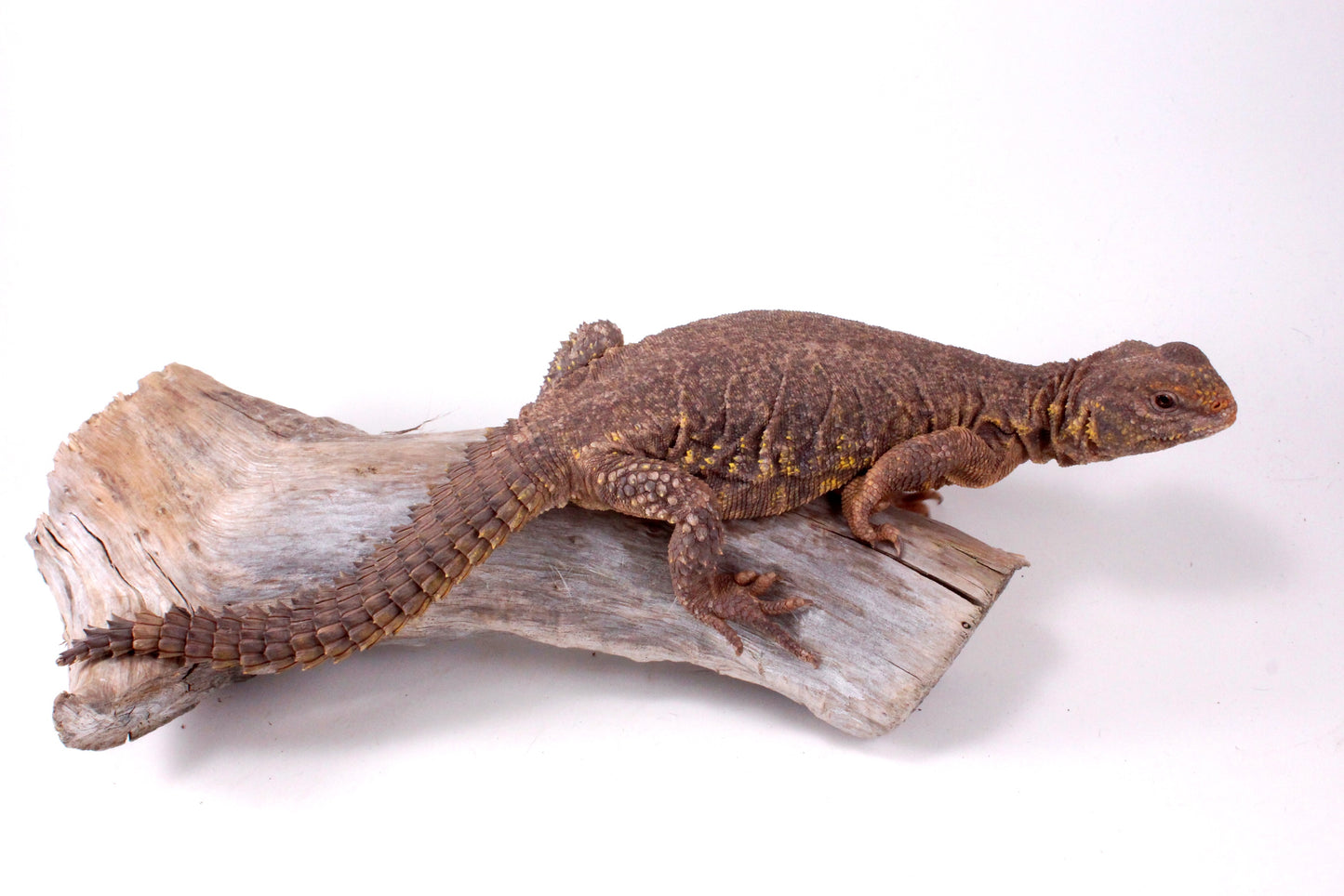 Nigerian Uromastyx - Yellow