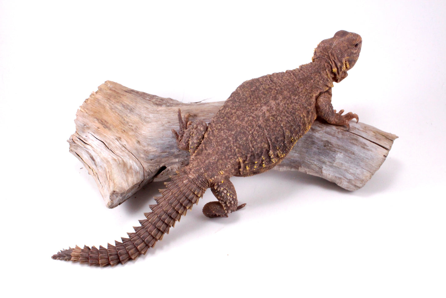 Nigerian Uromastyx - Yellow