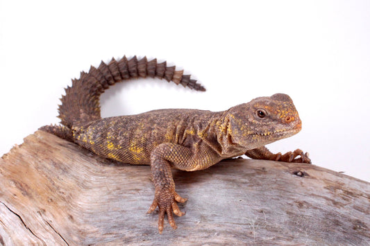 Nigerian Uromastyx - Yellow