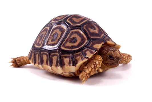 Leopard Tortoise