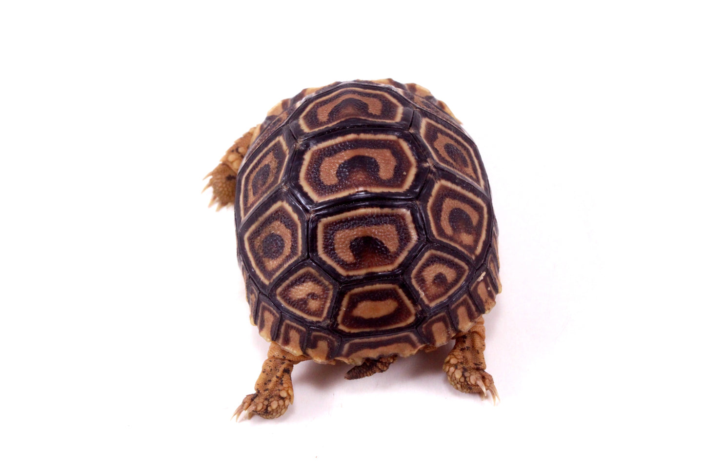 Leopard Tortoise