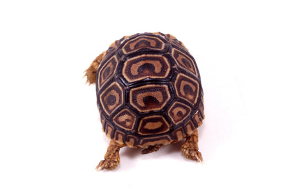Leopard Tortoise