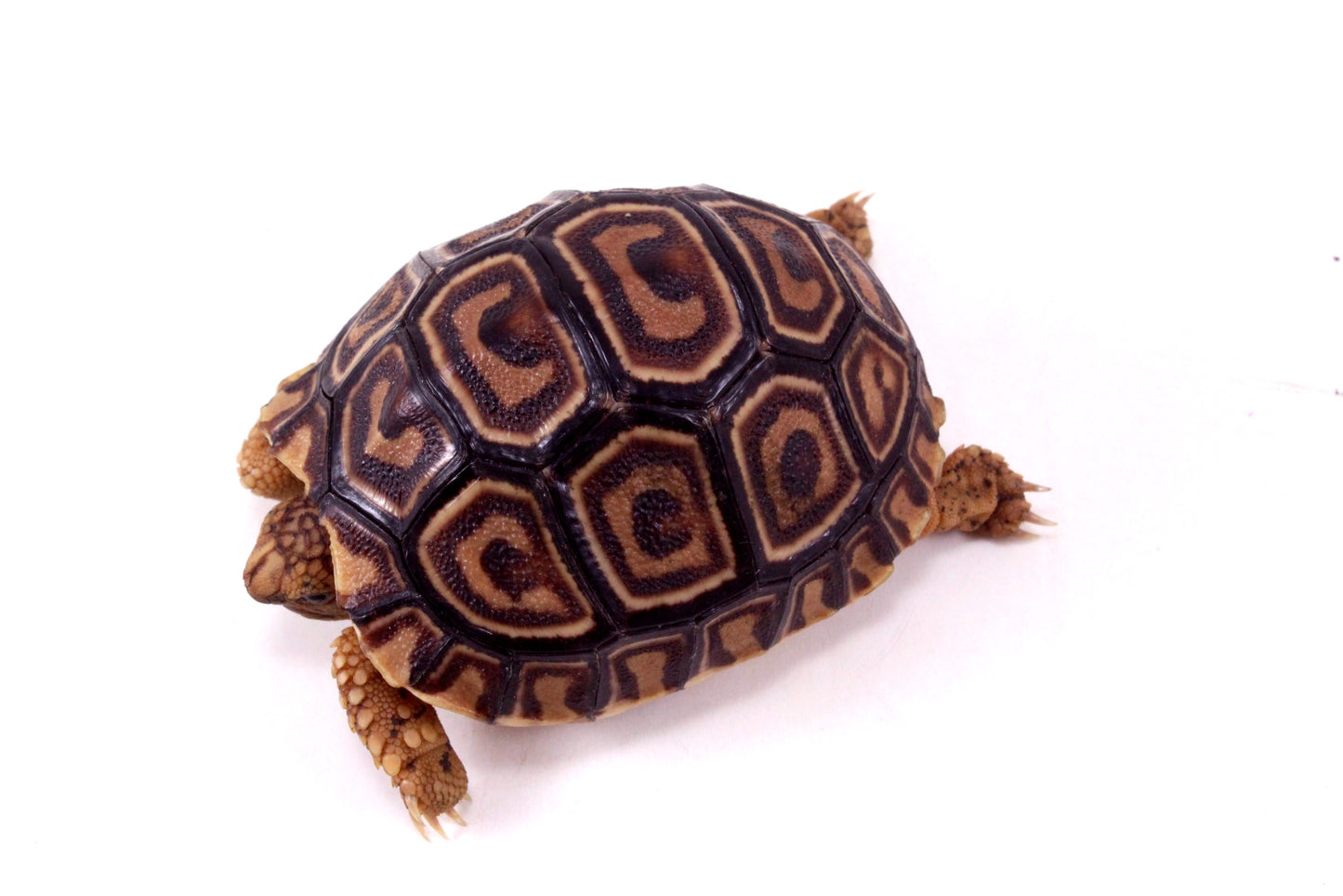 Leopard Tortoise