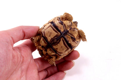 Leopard Tortoise