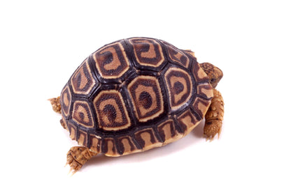 Leopard Tortoise